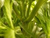 preflowers 004.jpg
