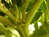 preflowers 005.jpg