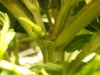 preflowers 006.jpg