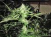 darkside og 3 007.jpg darkside og 3 007.jpg