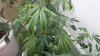 plants.jpg