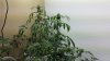 plants1.jpg