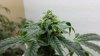 plants2.jpg