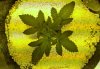 WP_20160411_08_41_52_Rich.jpg