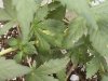 IMG_20160411_195945_noexif.jpg