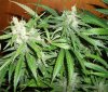 ggday56f.jpg