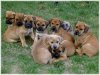 Boerboel-Puppies21.jpg