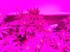 Week_2_Flower_1.jpeg