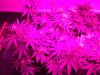Week_2_flower_2.jpeg