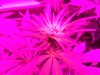 High Voltage Pheno B.jpeg