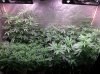 COB_LED_Grow_Light_icemud_Budmaster (5).jpg COB_LED_Grow_Light_icemud_Budmaster (5).jpg