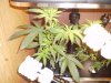 Grow #1 018.jpg