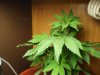 Grow #1 028.jpg