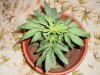 Grow #1 005.jpg