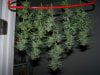 new stuff garden 004.jpg