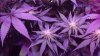 High Voltage Pheno A End of Week 3.jpg