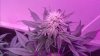 High Voltage Pheno B End of Week 3.jpg