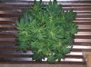 20160427_151910.jpg