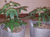 20160427_152036.jpg