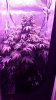 IMG-20160428-WA0005.jpg IMG-20160428-WA0005.jpg