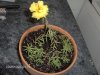 MossRose 001.jpg