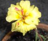 MossRose 002.jpg