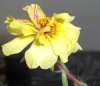 Bloom.jpg