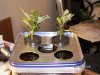 Cloning Jan 2009 Freebe #1 038.jpg