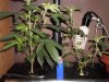 Grow #1 032.jpg