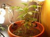 Grow #1 007.jpg