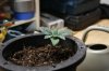 stelthgrower44-albums-first-grow-box-picture36679-youngin-2-11-09.jpg