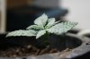 stelthgrower44-albums-first-grow-box-picture36680-youngin-2-2-11-09.jpg