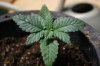 stelthgrower44-albums-first-grow-box-picture36681-youngin-3-2-11-09.jpg
