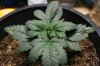 stelthgrower44-albums-first-grow-box-picture36671-victoria-3-2-11-09.jpg