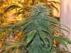 White Widow flowering.jpg