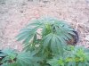 New leaf growth.jpg