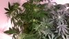 NLxHaze no1 up.jpg