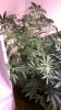 NLxHaze no1.jpg