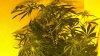 NLxHaze no2.jpg