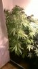 NLxHaze no3.jpg