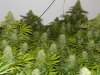indoor-marijuana-grow.jpeg