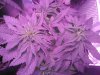 IMG_20160504_035808.jpg