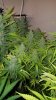 20160507_073959.jpg