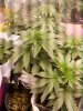 2016-04-15_07-31-42_252.jpg 2016-04-15_07-31-42_252.jpg
