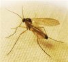 gnat.jpg