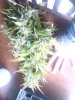 IMG_20160508_183955.jpg
