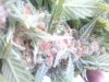 IMG_20160508_184032.jpg