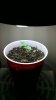 IMAG0145.jpg