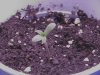 exertion-albums-1st-grow-picture37024-plant2.jpg