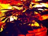 PHTO0004.jpg
